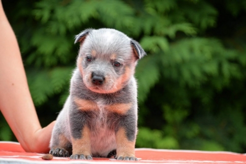 HAROLD II - male - 4,5 weeks old